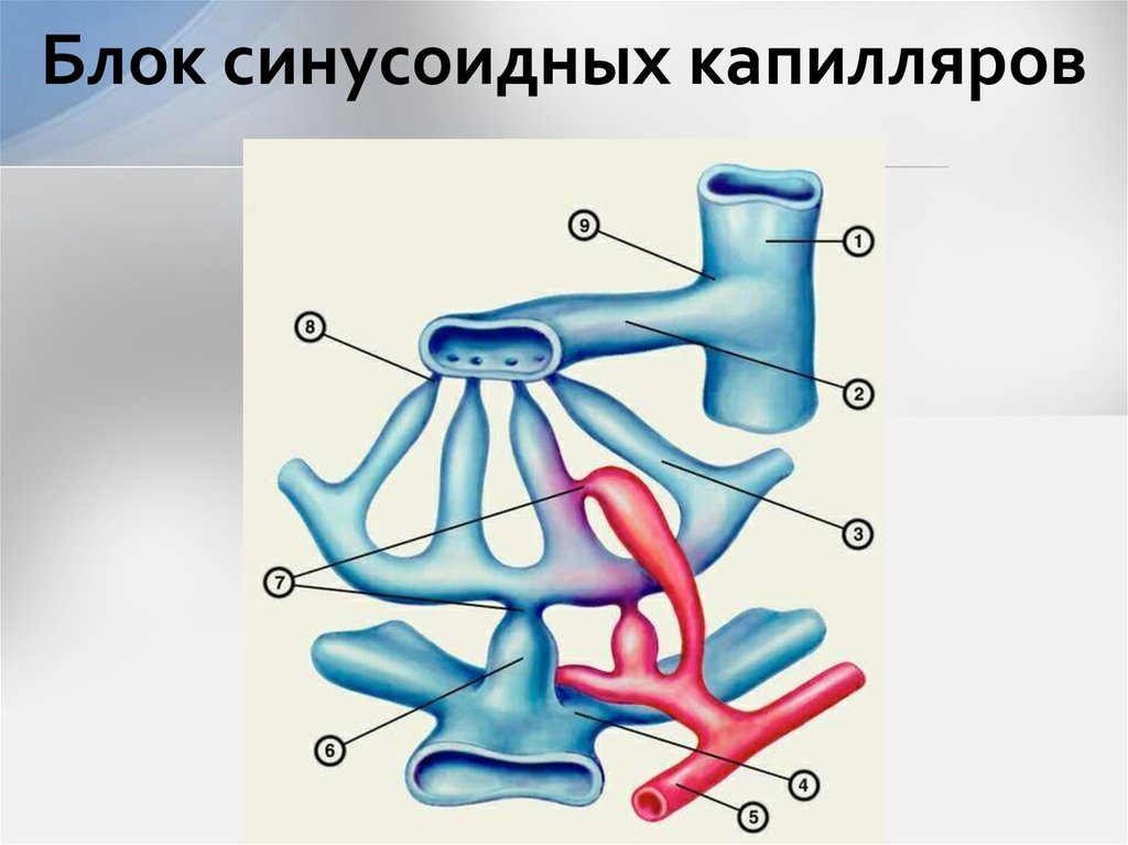 Блок синусоидных капилляров