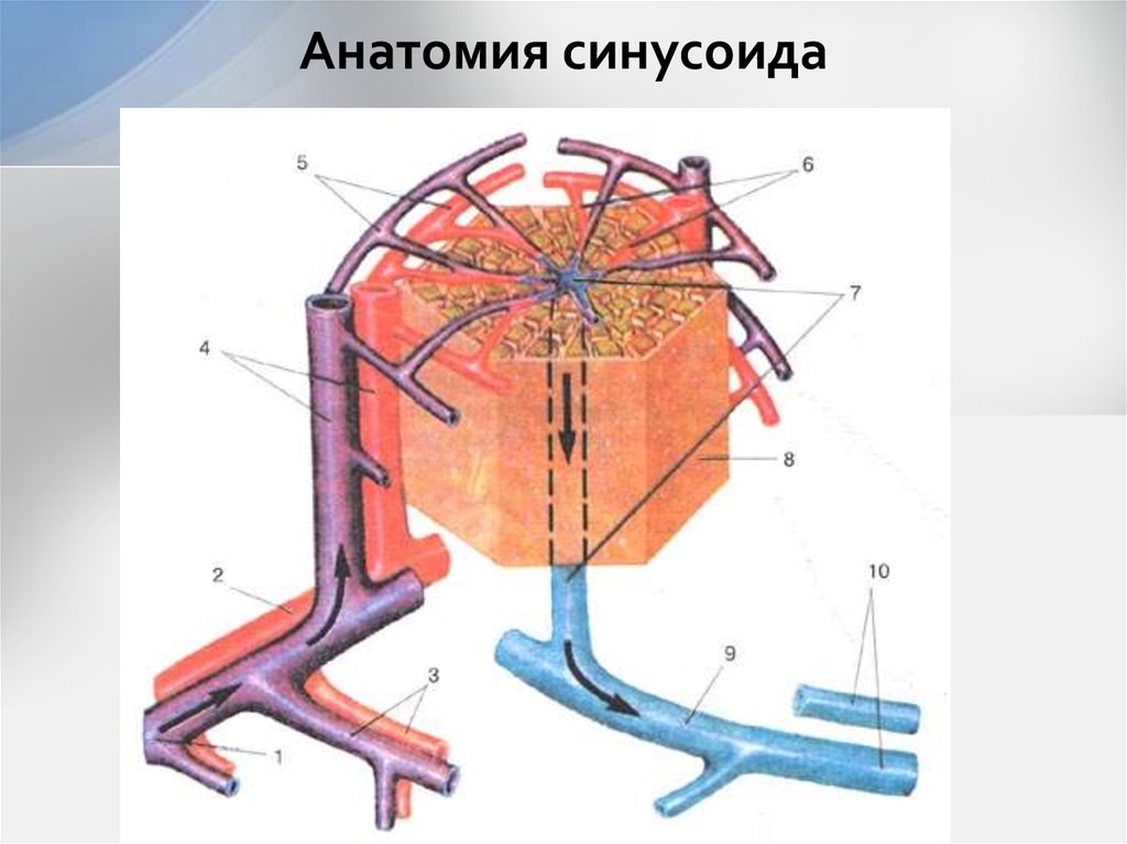 Анатомия синусоида