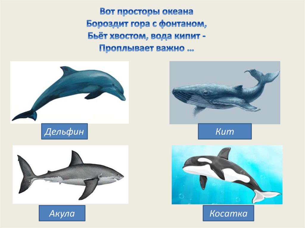 Какие отношения между китом и тунцом. Кит акула Касатка Дельфин. Вид сбоку Дельфин и Касатка. Дельфины и акулы. Сравнение дельфина и акулы.