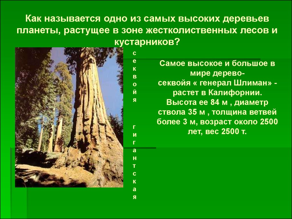 Секвойя природная зона северной америки. Секвойя дерево диаметр ствола. Самые крупные и высокие деревья планеты. Сообщение о самых высоких деревьев. Секвойя самое высокое дерево на планете.