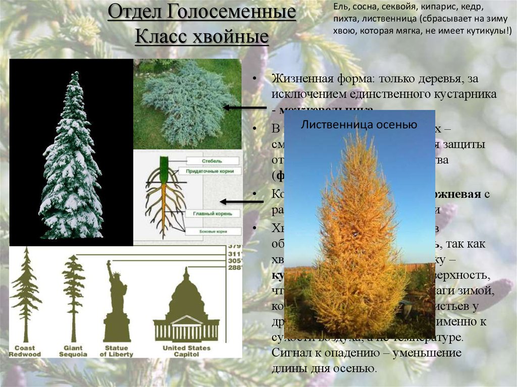 Жизненные формы голосеменных растений. Отдел Голосеменные класс хвойные. Жизненная форма хвойных. Жизненная форма сосны.