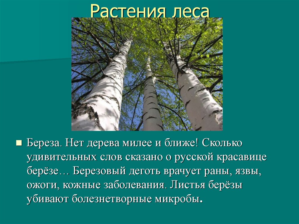 Какое русское какое милое дерево береза. Презентация цвета леса. Где нет берез.