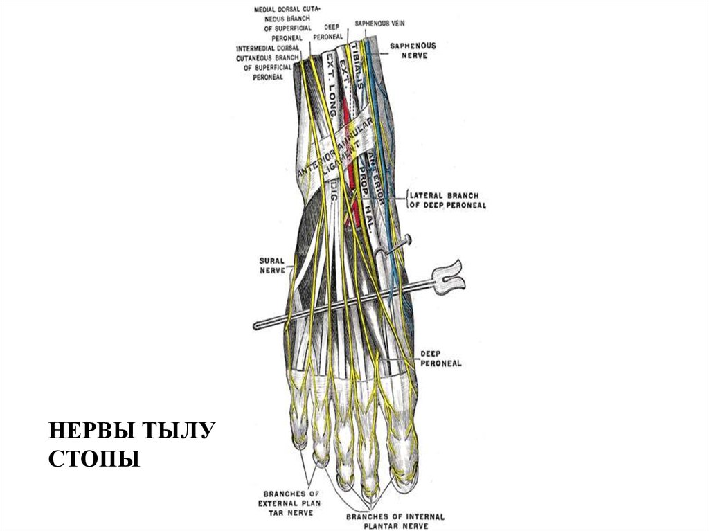 Нервы стопы. Иннервация стопы нервы. Иннервация пальцев стопы схема. Иннервация мышц тыла стопы. Иннервация кожи тыла стопы.