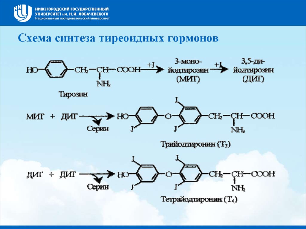 Схема синтеза тиреоидных гормонов