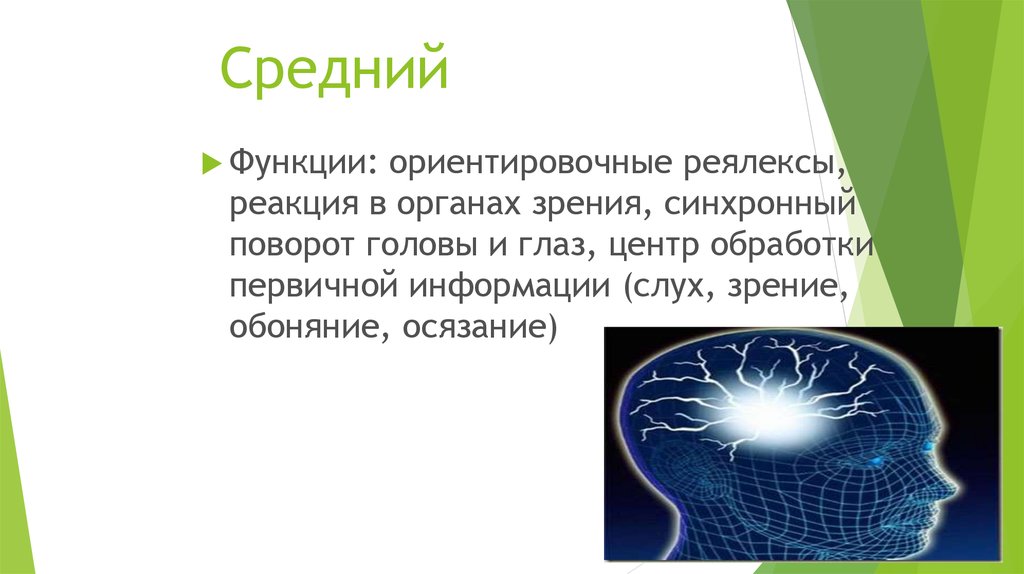 Ориентировочная функция. Синхронный поворот головы и глаз. Среднее функции. Ориентационная функция в коже это.