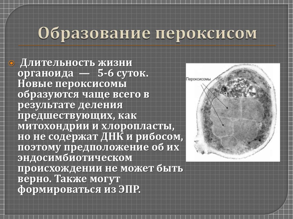 Органоиды клетки содержащие ферменты. Пероксисомы строение и функции. Пероксисомы в растительной клетке. Периксиомы,лизосомы. Пероксисома строение и функции.