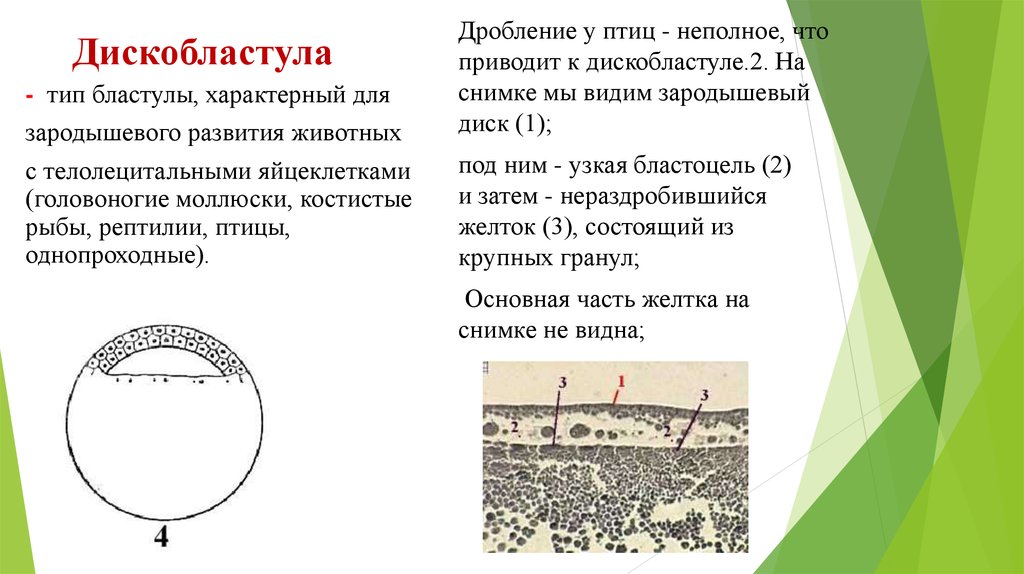 Характер дробления. Дробление рыб дискобластула. Дискоидальное дробление. Амфибластула дробление. Дискобластула птиц.