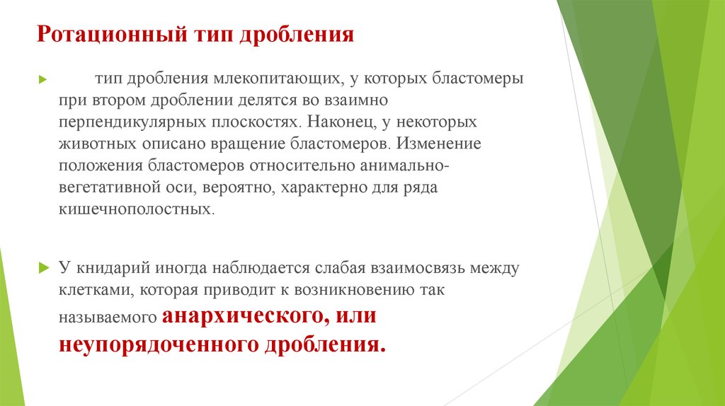 Дробление зависит от. Ротационное дробление. Дробление млекопитающих. Вращательный Тип дробления. Способ дробления у млекопитающих.