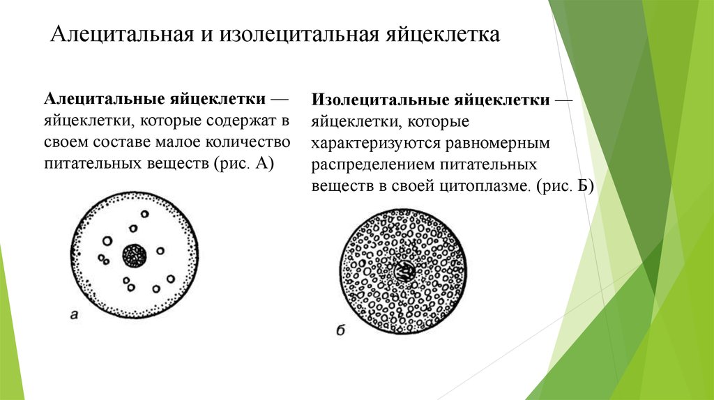 Типы яйцеклеток. Тип дробления алецитальной яйцеклетки. Первичные олиголецитальные яйцеклетки. Строение алецитальные яйцеклетки. Изолецитальная яйцеклетка строение.