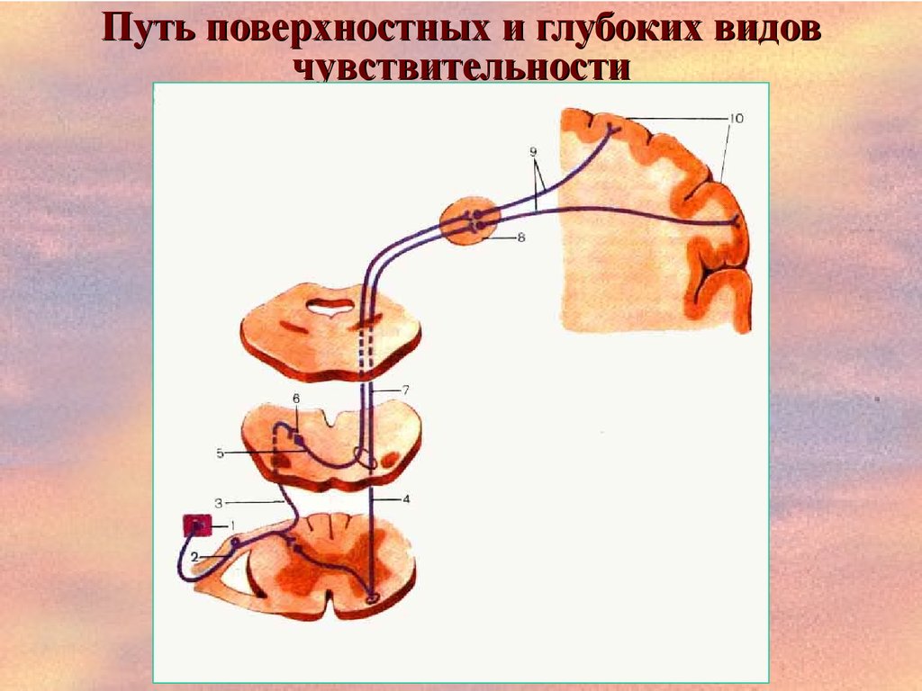 Путь глубокой чувствительности схема