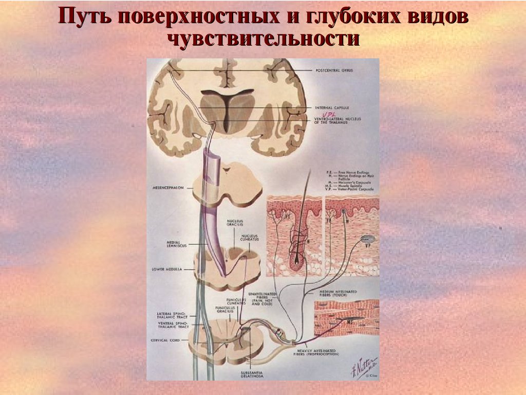 Поверхностные пути. Путь поверхностной чувствительности. Пути поверхностной и глубокой чувствительности. Поверхностные и глубокие виды чувствительности. Проводящие пути поверхностной и глубокой чувствительности.