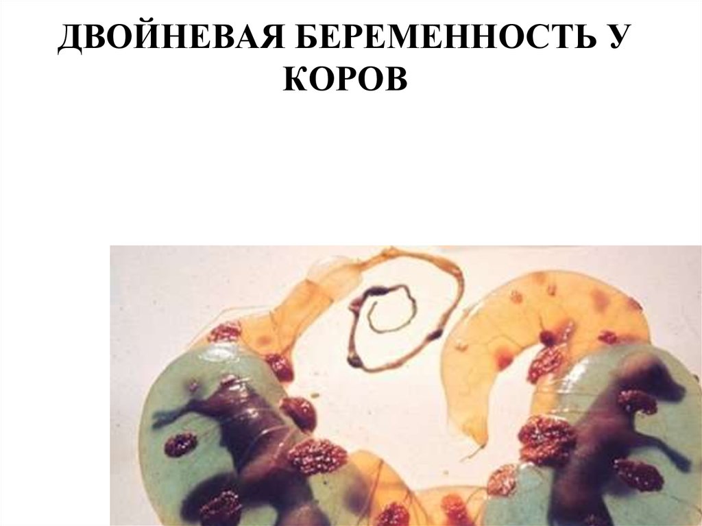 ДВОЙНЕВАЯ БЕРЕМЕННОСТЬ У КОРОВ