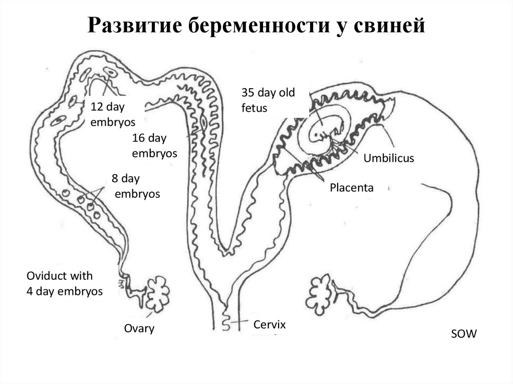 Сколько дней беременности у свиней