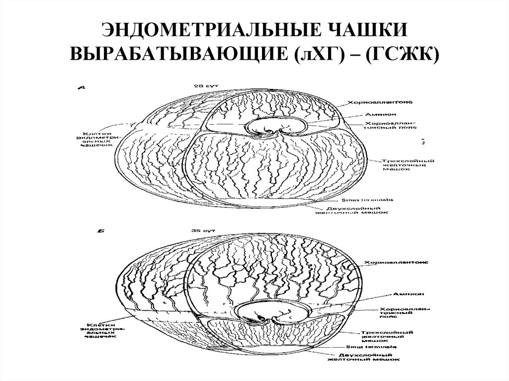 ЭНДОМЕТРИАЛЬНЫЕ ЧАШКИ ВЫРАБАТЫВАЮЩИЕ (лХГ) – (ГСЖК)