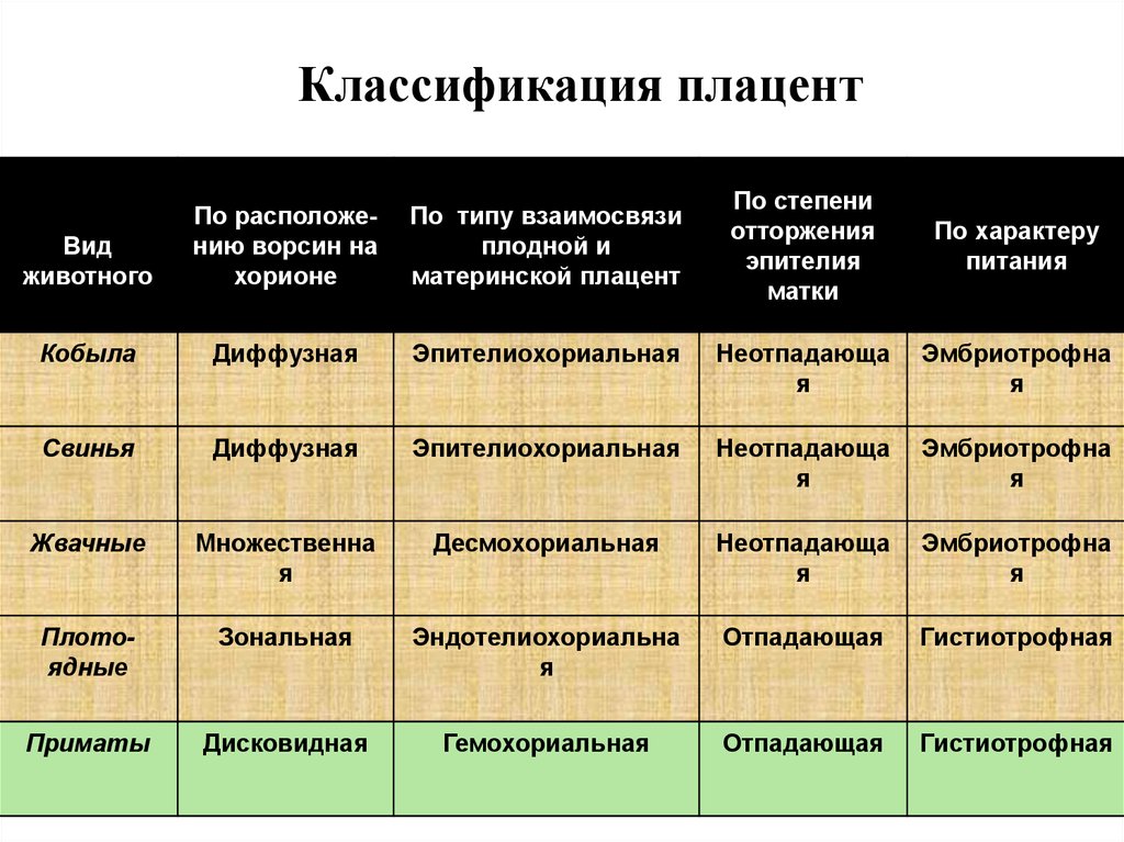 Типы плацент презентация