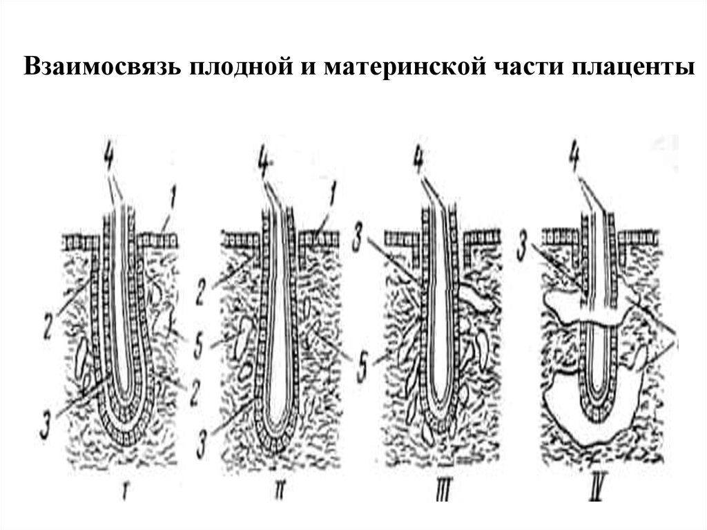 Взаимосвязь плодной и материнской части плаценты