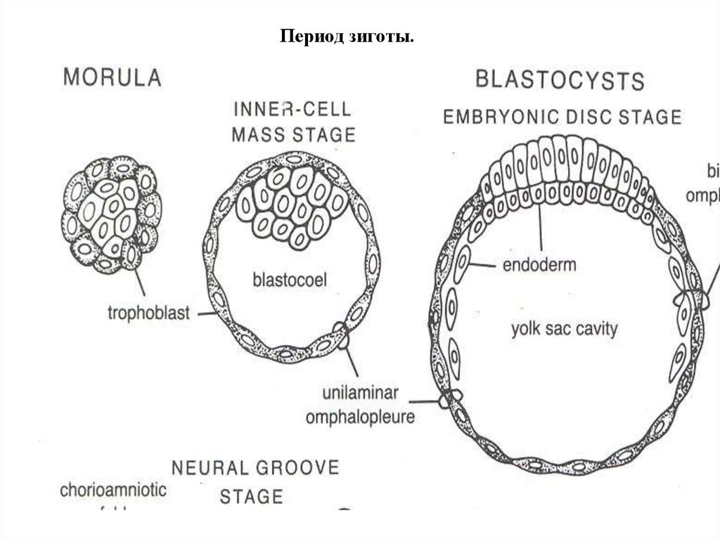 Что такое зигота. Зигота морула бластоциста. Зигота бластула морула бластоциста. Зигота бластоциста схема. Зигота бластоциста схема стадии.