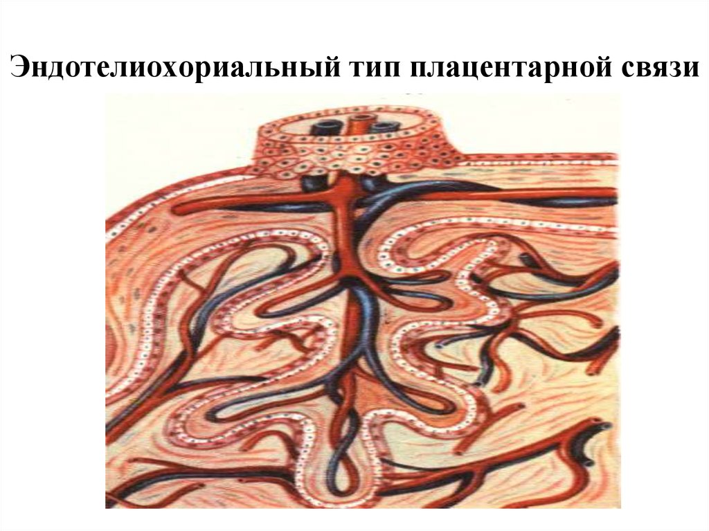 Типы плацент презентация