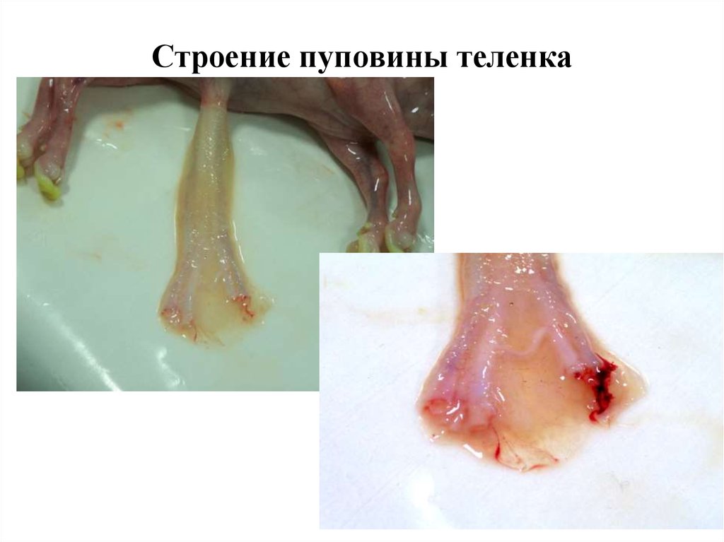 Строение пуповины теленка