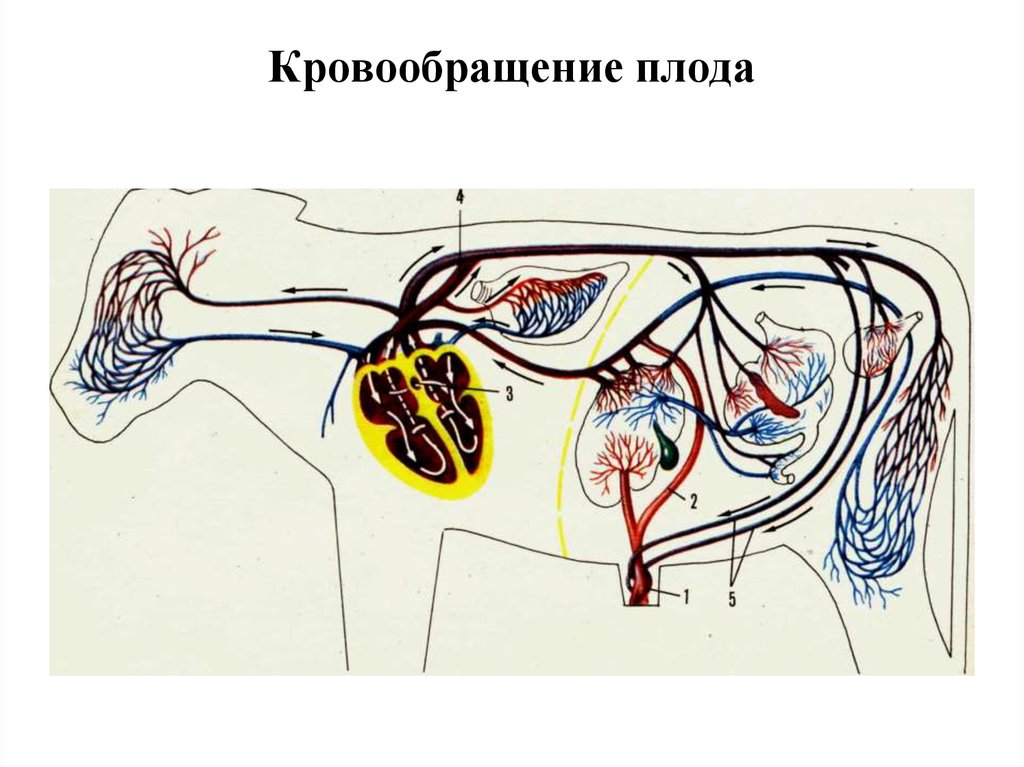 Кровообращение плода