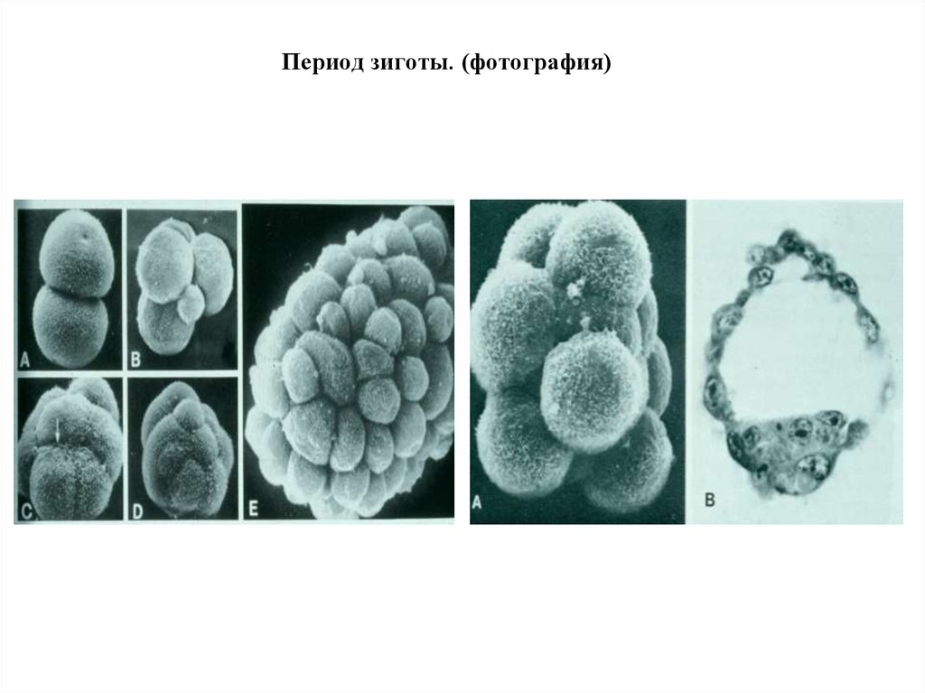 Что такое зигота. Зигота одноклеточный зародыш. Зигота зародышевая клетка?. Компактизация морулы. Период зиготы.