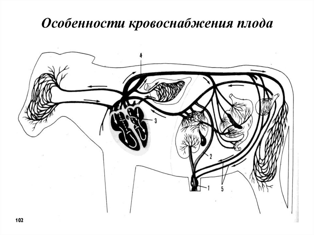 Особенности кровоснабжения плода