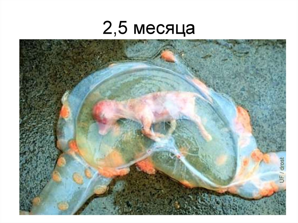 2,5 месяца