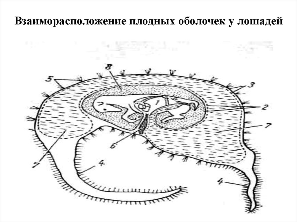 Схема взаимоотношения плодных оболочек жеребенка