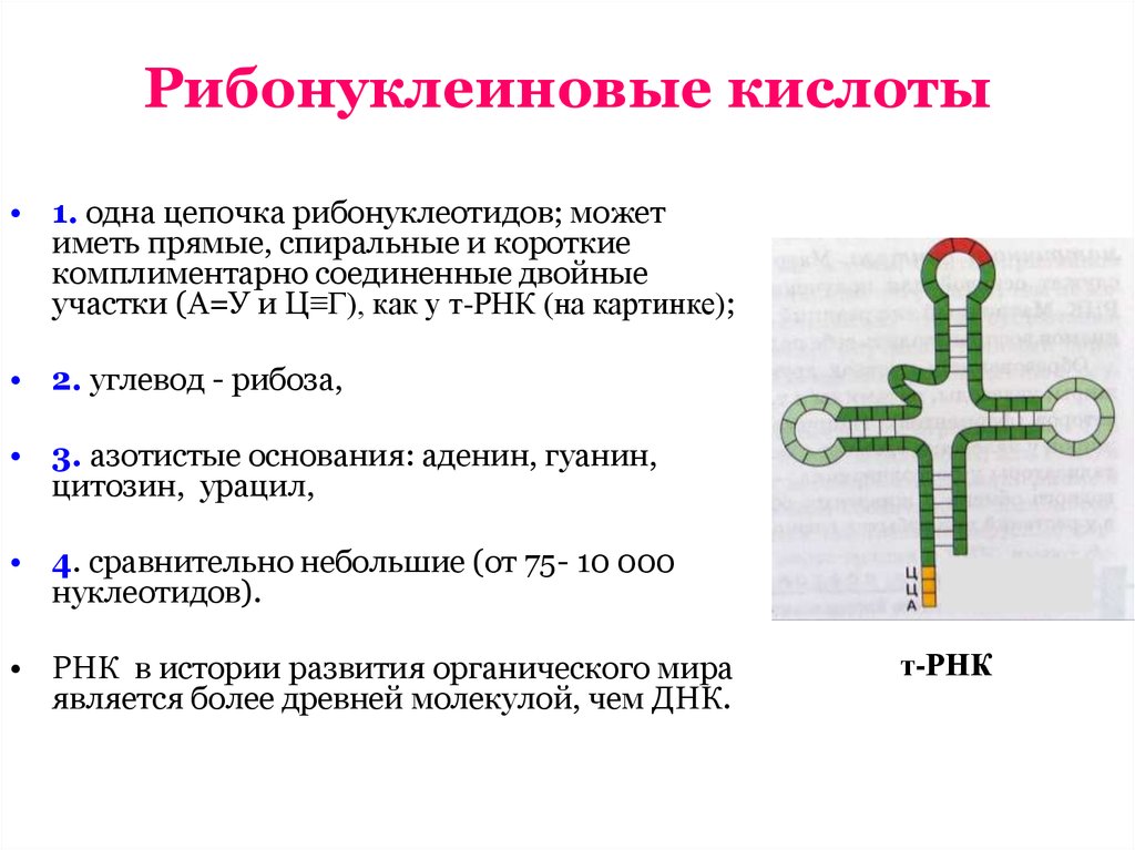 Рнк сайт. Функции рибонуклеиновой кислоты РНК. Функции РНК кислот. Рибонуклеиновая кислота строение. Рибонуклеиновая кислота функции.