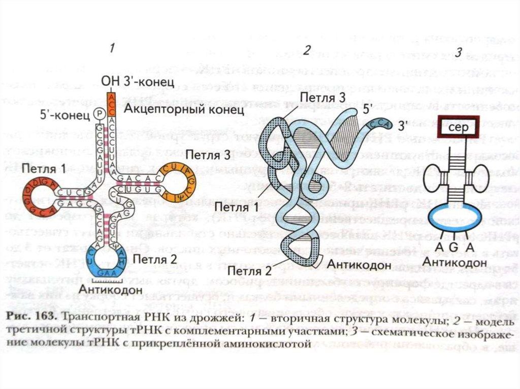 Рибонуклеиновая кислота