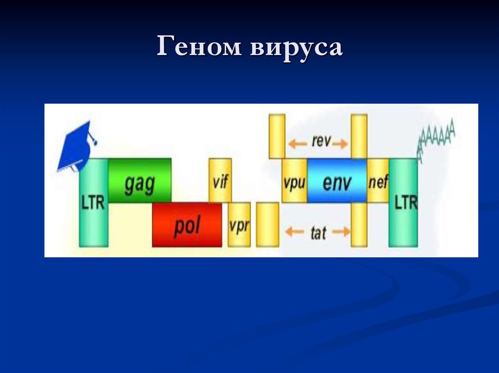 Вирусный геном. Геном вируса. Структура генома вирусов. Строение генома вируса. Размер генома вирусов.