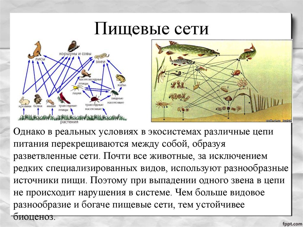 Пищевые связи в экосистеме презентация