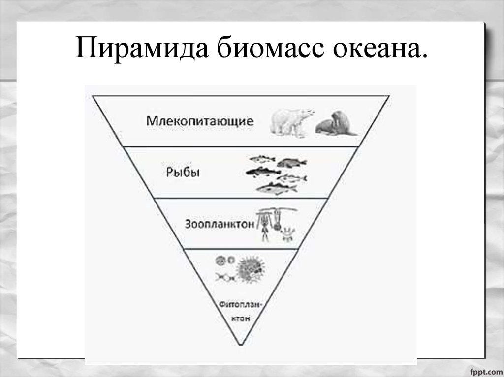 Пирамида биомасс океана.
