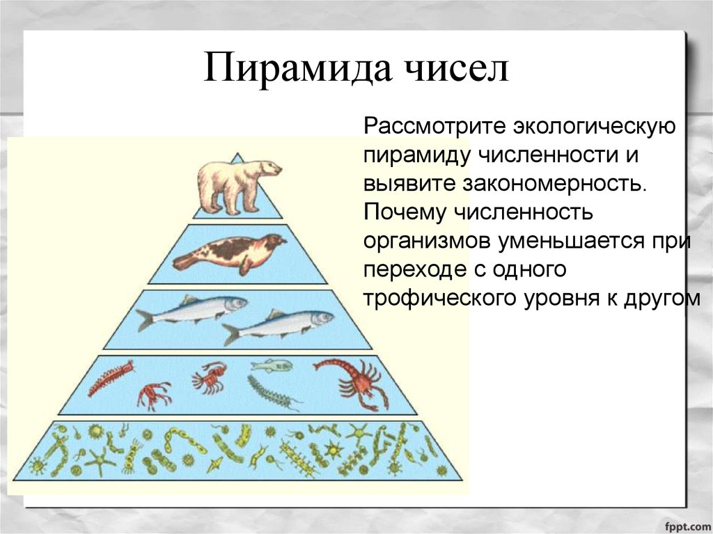 Схема трофического уровня