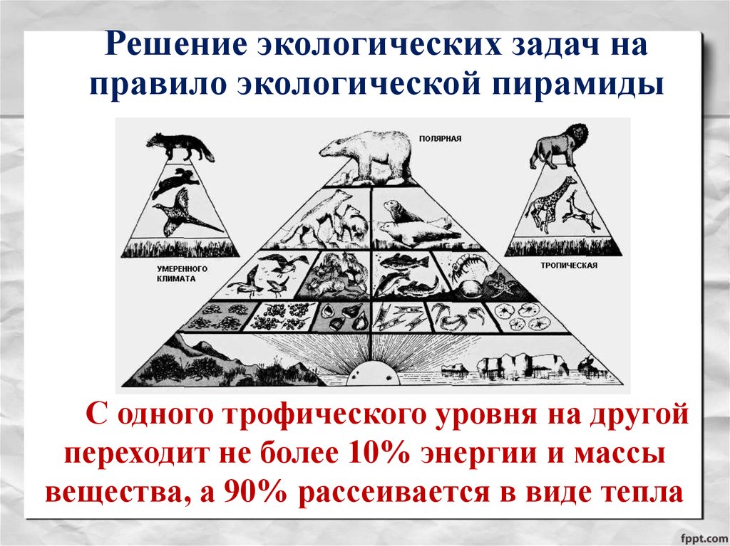 Пирамиды биология 11 класс. Экологическая пирамида. Экологическая пирамида энергии. Типы экологических пирамид. Пирамида трофических уровней.