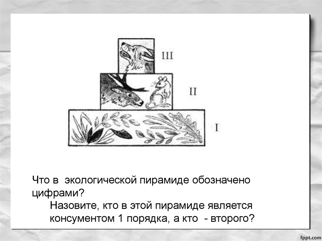 Презентация по теме цепи питания поток энергии 7 класс