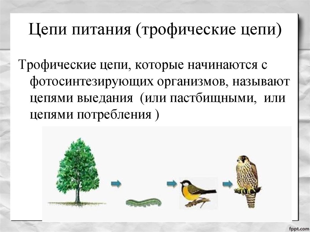 Трофические цепи презентация