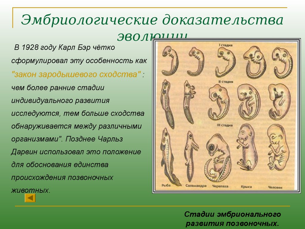 Какая группа доказательств эволюции живой природы изображена на рисунке