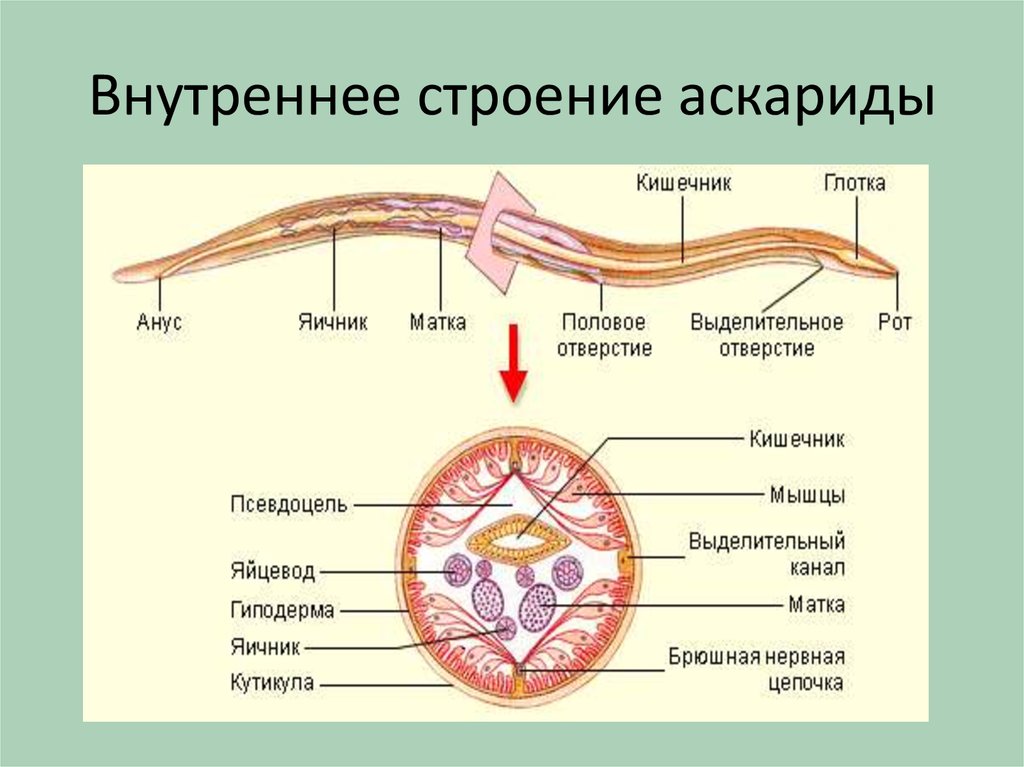 Кожно мускульный круглые черви. Строение круглых червей 7 класс биология. Схема внутреннего строения аскариды. Строение человеческой аскариды 7 класс. Внутреннее строение круглые черви 7 класс.