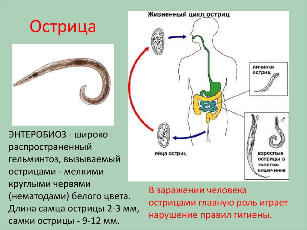 Круглые черви заболевания. Круглые черви паразиты Острица. Тип круглые черви Острица. Пищеварительная система острицы. Цикл круглых червей биология 7.