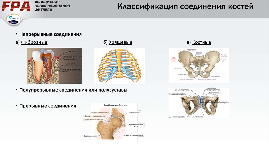 Какой тип соединения костей изображен на рисунке какие анатомические структуры этого типа соединения