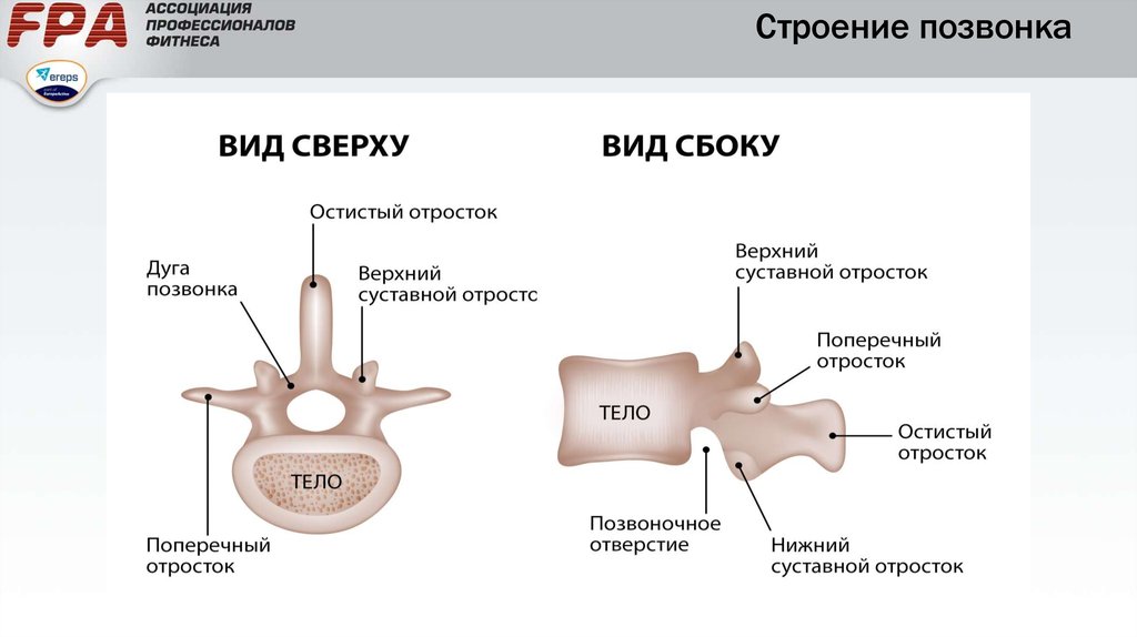 Схема строения позвонка