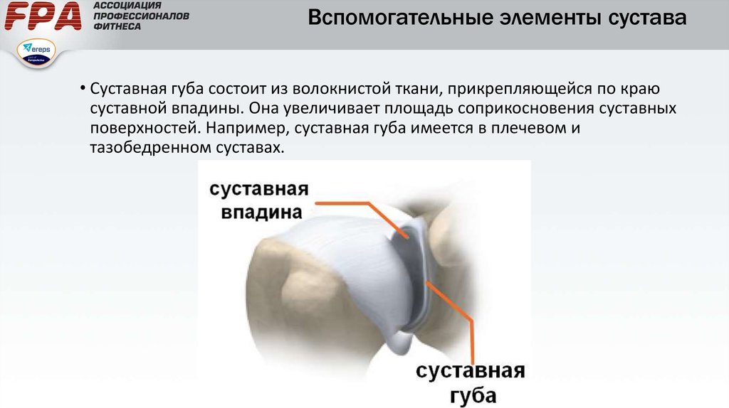 Суставная впадина. Вспомогательные элементы тазобедренного сустава. Вспомогательный элемент присутствующий в тазобедренном суставе. Вспомогательные элементы сустава в тазобедренном суставе. Суставы основные и вспомогательные элементы суставов.