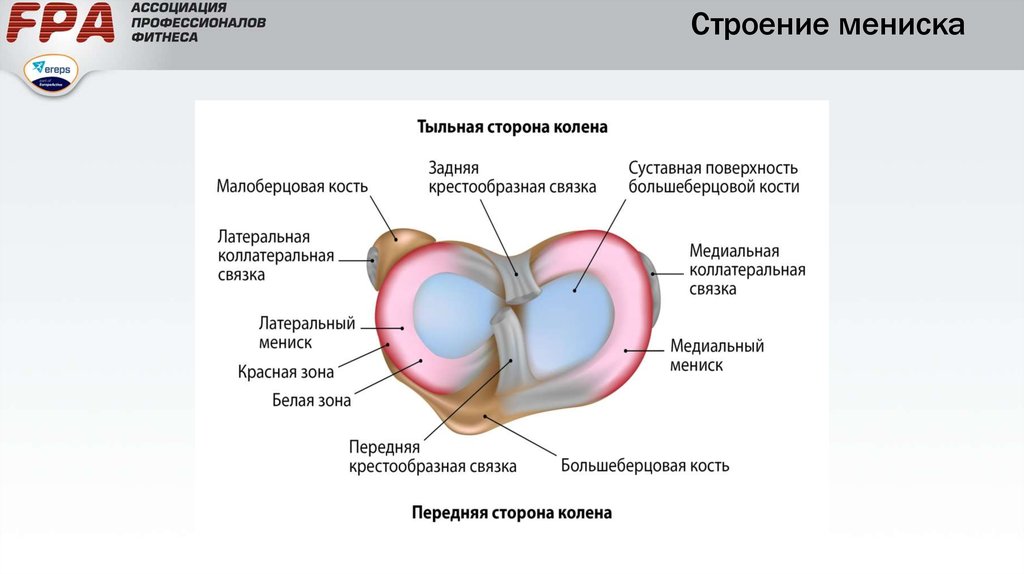 Мениск в колене строение фото