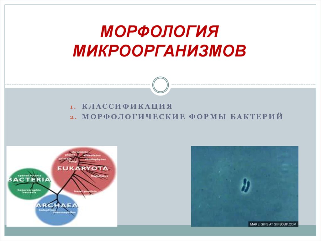 Морфология 2 класс презентация