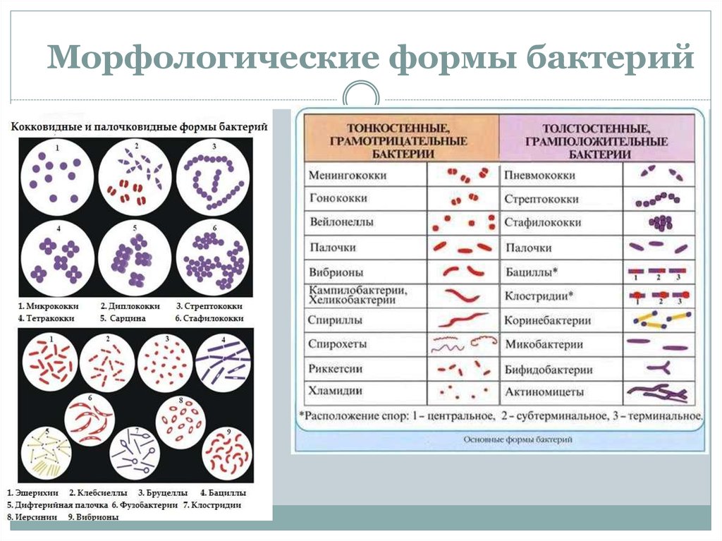 Классификация бактерий микробиология схема