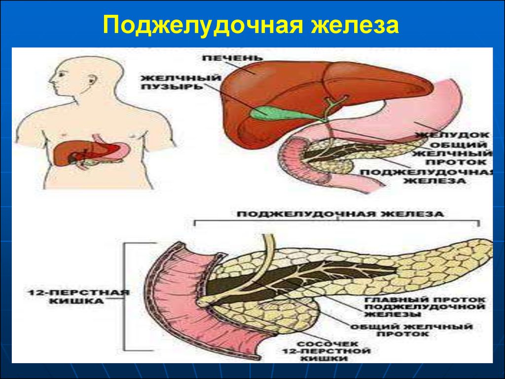 Поджелудочная железа свиньи. Поджелудочная железа панкреатический сок. Внешняя секреция поджелудочной железы. Секреция поджелудочной железы физиология. Поджелудочная железа вырабатывает панкреатический сок.