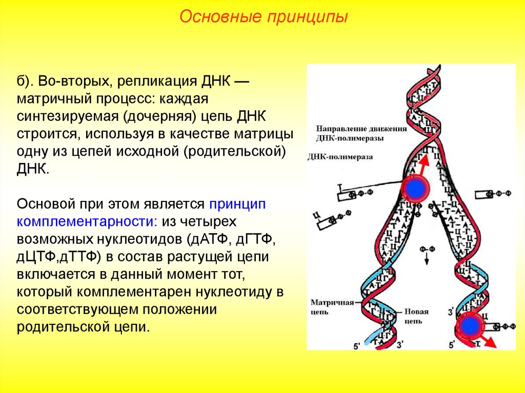 Днк компьютер принцип работы