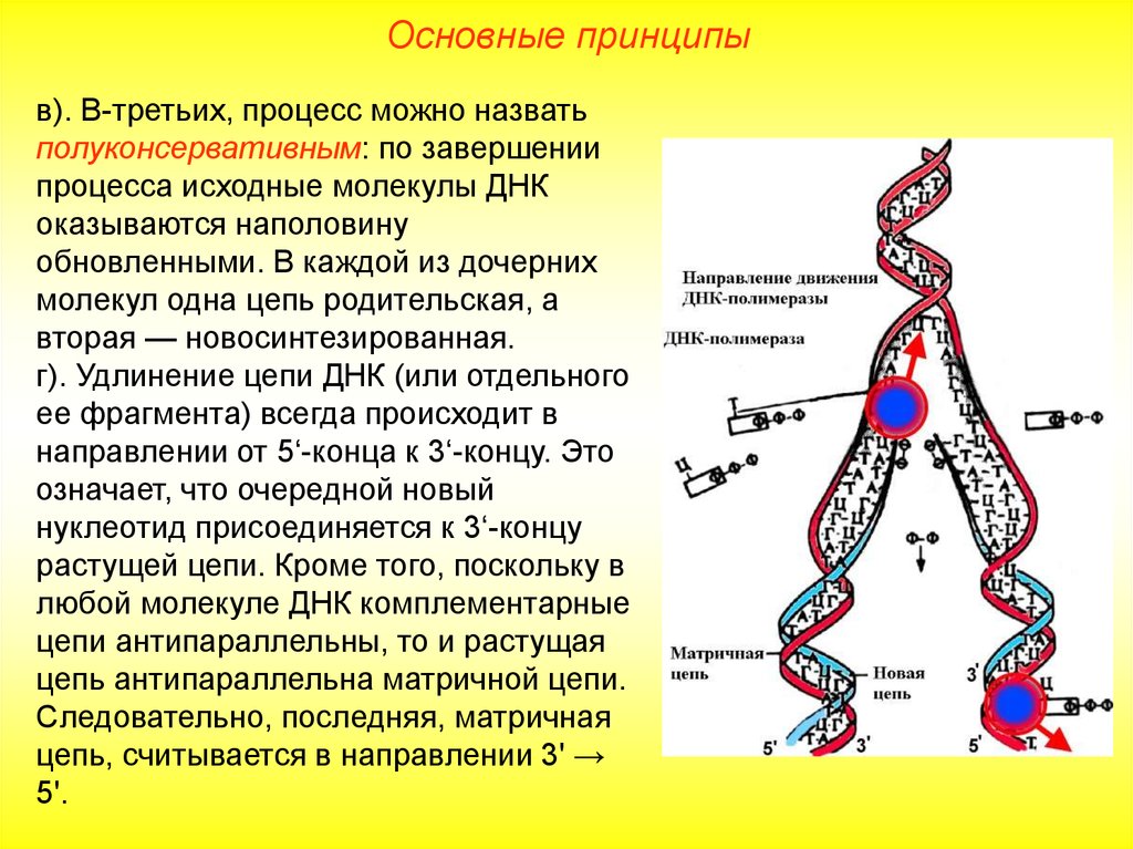 Презентация репликация днк 10 класс профильный уровень