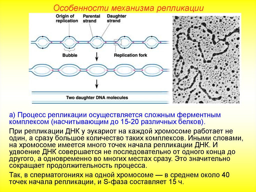 Репликация у эукариот происходит. Репликация ДНК У прокариот схема. Репликоны ДНК. Редупликационный глазок. Процесс репликации эукариот.